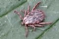 Dermacentor marginatus